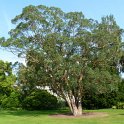 Eucalyptus gunnii (2)